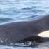 Are Northwest Orcas Really Starving Researchers Explore Several Risk Factors