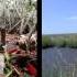 Combating Coastal Land Loss Preserving Resilient Communities Karen McKee TEDxLSU