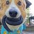 VLOGGING DOG Topi The Corgi