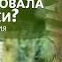 Как перезимовала сосна ниваки Проводим осмотр