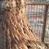 Quail Sound Batair Ki Awaz Desi Batair Ki Awaz Quail Quail Mp3 Quail Audio Quail Bird Desert Quail