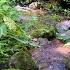 Spring Water Sounds Flowing Slowly Between Mossy Rocks Will Guide You To Peaceful Sleep