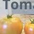 How To Ripen Green Tomatoes Indoors