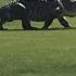 Giant Gator Walks Across Florida Golf Course GOLF Com