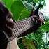 Evergreen Evergreensong Evergreen Guitar Acoustic