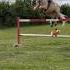 1m50 Ace Q A The Questions You All Ask Horse Stallion Showjumping Equestrian Jumping Pony