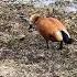 Ruddy Shelduck Огарь