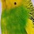 3 Hour Sounds Of Budgies For Lonely Birds