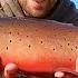 4 Hours Of GIANT Cutthroat Trout Catch Cooks And Camping