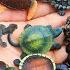 I Hatched Suspicious Eggs Various Turtles Animals Name Kidstoon CoCosToy