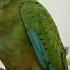 Illiger S Macaw Victorian Bird Co