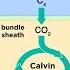 Types Of Photosynthesis In Plants C3 C4 And CAM