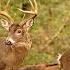 Whitetail Deer Buck And Doe Rut Behavior