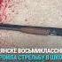 Восьмиклассница устроила стрельбу в школе в Брянске