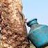 Method Of Extracting Date Palm Juice From Palm Trees Nature Youtubeshorts Viralvideo