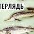 Первый в мире гибрид осетровых БеСтер От Белуги и Стерляди Рыба в свой пруд Shorts