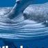 Whale Sounds For Relaxing Meditation Falling A Sleep