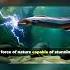 Dive Into The Shadows Discover Electric Eel Habitats