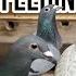 Breeding Feeding System Racing Pigeons What Do We Feed Them