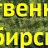 Лиственница сибирская Краткий обзор описание характеристик где купить саженцы Larix Sibirica