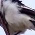 Amazing Singing Performance By Four Pied Butcherbirds Western Australia