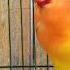 Pancingan JITU Untuk Masteran Lovebird Ngekek Panjang 1 Jam NONSTOP