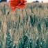 Gladiator Soundtrack By Hans Zimmer 7hrs Of Music Poppy Flower In Normandy At Point Du Hoc