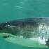 Great White Shark Mobbed By Gang Of Seals Planet Earth III BBC Earth