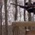 Driven Hunt For Wild Boar With Kristoffer Clausen Hog Hunting Chasse Sauen Jagd