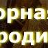 Старорусская икона Богородицы знаменита исцелением от недугов Молитесь о своем здоровье и близких