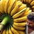 Billions Of Bananas Are Harvested And Processed This Way