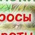 Испанский язык Урок 7 О себе на испанском 2 вопросы и ответы Www Espato Ru