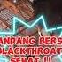 KANDANG BERSIH BLACKTHROAT SEHAT Blackthroatsragen Kicaumania Burung Burungblackthroat Fyp