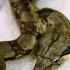 Rare Two Headed Snake Surprises Vets Nat Geo Wild