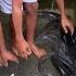 Ribuan Ikan Lele Hidup Di Kolam Sekecil Ini Kasihan Banget Ikan Lelenya