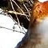 Common Pheasant Making Loud Sounds With Fluttering Wings