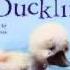 The Ugly Duckling Audiobook For Children