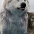 Ruslan Kind Tural Everest Wolves Video