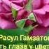 Очень классный стих Есть глаза у цветов Расул Гамзатов