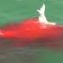 Bloody Hammerhead Shark Attack