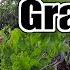 DO THIS To Your Grape Vines NOW If You Want To Grow The LARGEST Bunches Of Grapes