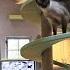 Man Turns His House Into Indoor Cat Playland And Our Hearts Explode