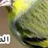 ساعه من تغريد طائر حسون الشوك الطرنجان النعاري Eurasian Siskin خالي من الأخطاء