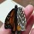 She Saved This Butterfly With A Feather The Dodo