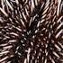 Facts The Sea Urchin