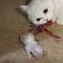 Persian Cat Giving Birth