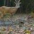 Mystery Deer Buck Or Antlered Doe