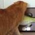 Cats Watching Billy Bass