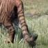 Far Cry 4 Bengal Tiger Hunting Boar Better Version