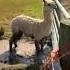 Alpaca Takes A Mud Bath